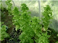  zimska salata