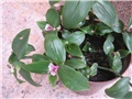 Tradescantia Blushing Bride