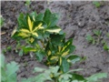 Euonymus japonicus var. aureus - Kurika