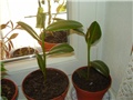 Ficus