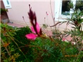 gaura