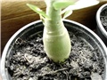 adenium 