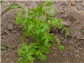 Vegeta - Ljupčac