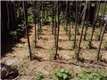 rajčice kolci