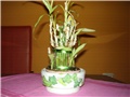 bamboo