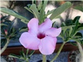 adenium swazicum