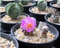 mammillaria theresae