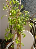Clematis alpina
