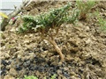 Bonsai - divlja maslina