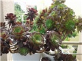 aeonium