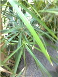 ciperus1
