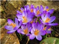 crocus