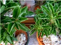 Pachypodium saundersii - Pachypodium saundersii v. compacta