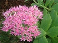 sedum