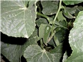 krastavci6