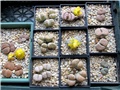 lithops