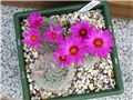 Mammillaria guelzowiana 