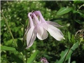 Aquilegia vulgaris 