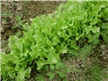  salata zagebačka Kristalka