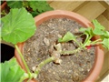 pelargonije4 