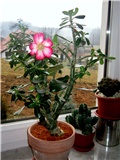 Adenium obesum