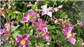 anemone