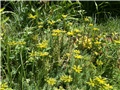 sedum