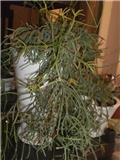 rhipsalis