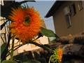 Suncokret