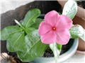 vinca3