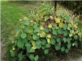 dragoljub -lat. Tropaeolum hybriden