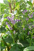 polemonium
