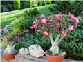 Adenium 