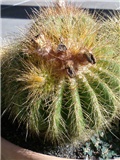 kaktus (Eriocactus warassii)