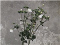 Anemone japonica