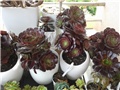 aeonium