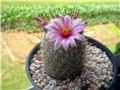 Mammillaria grahamii