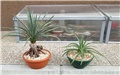 agave (?), ....(')
