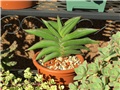 sansevieria