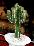 Euphorbia avasmontana