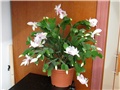 schlumbergera truncata hybrid