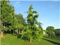 cedrus deodara aurea