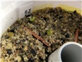pseudolithos