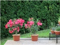 Adenium obesum Anouk