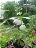 clerodendrum ugandense