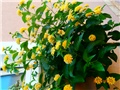 lantana