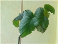 begonia