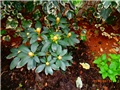 rododendron