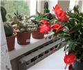 schlumbergera