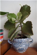 kalanchoe